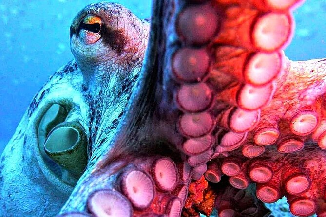 Scuba Diving Experience in Madeira - Equipment, photographs, and the extra cost to watch