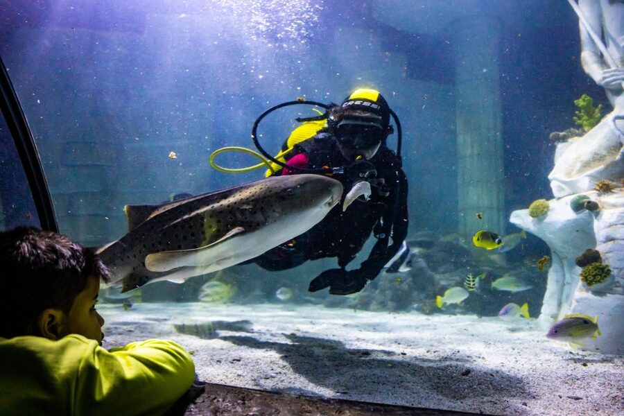 SEA LIFE Porto Full-Day Entrance Ticket - Key points to know before you go