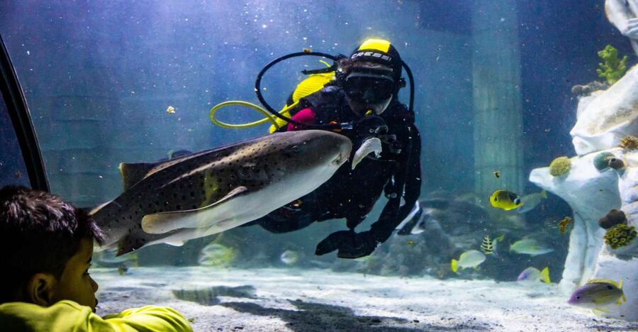 SEA LIFE Porto Full-Day Entrance Ticket - What SEA LIFE Porto is really like