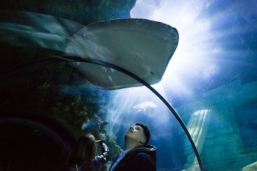 SEA LIFE Porto Full-Day Entrance Ticket - The marine route, from sharks to rockpools