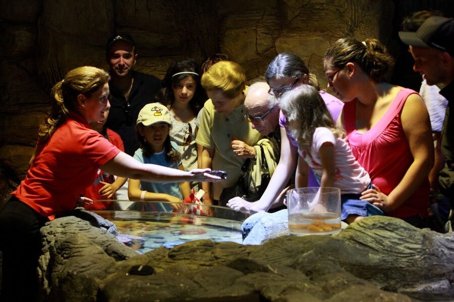 SEA LIFE Porto Full-Day Entrance Ticket - Sharks, rays, and smaller creatures for different ages