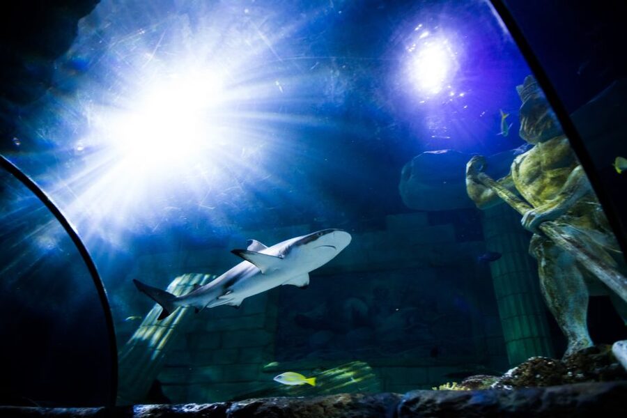 SEA LIFE Porto Full-Day Entrance Ticket - Free talks make the $22 ticket work harder