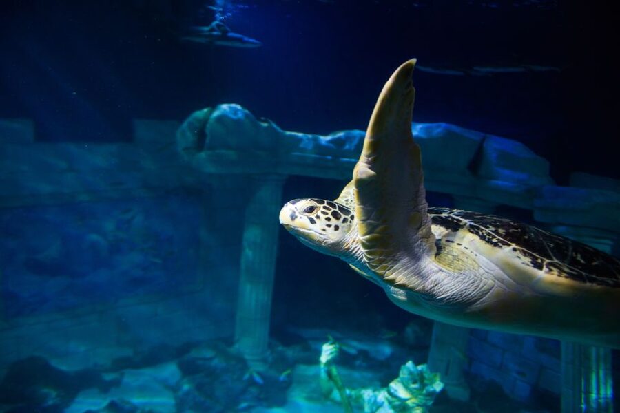 SEA LIFE Porto Full-Day Entrance Ticket - Taking a break beside the Atlantic