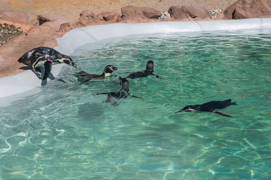 SEA LIFE Porto Full-Day Entrance Ticket - Is $22 good value?