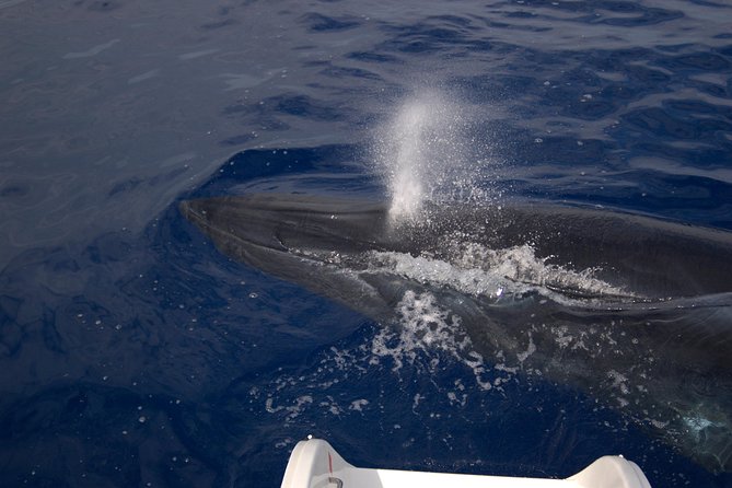 Seaborn Catamaran trips - Leaving Funchal Marina for the Atlantic