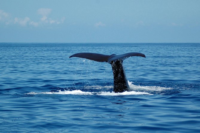 Seaborn Catamaran trips - Searching for dolphins, whales, and turtles