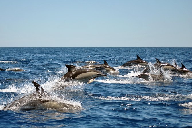 Sealife Sea Safari, Dolphin Watching with Marine Biologist's Lagos - What a close dolphin encounter looks like