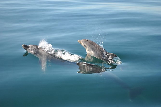 Sealife Sea Safari, Dolphin Watching with Marine Biologist's Lagos - Why the small group matters
