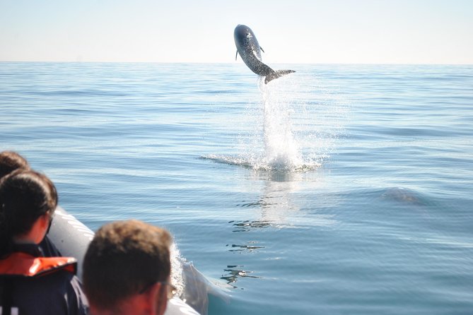Sealife Sea Safari, Dolphin Watching with Marine Biologist's Lagos - Fast boats, comfort, and the sea conditions
