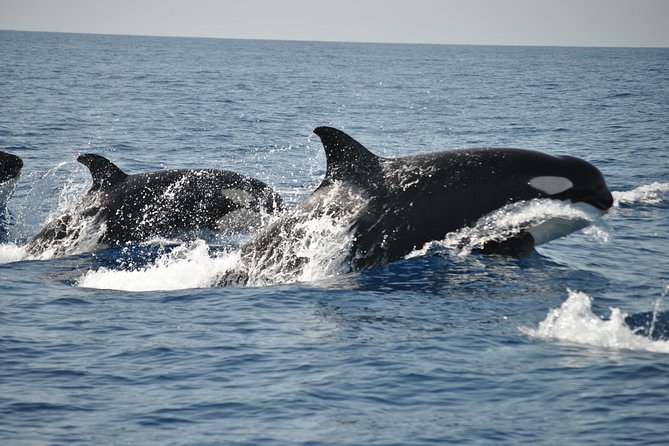 Sealife Sea Safari, Dolphin Watching with Marine Biologist's Lagos - The timing and what the 90 minutes really means