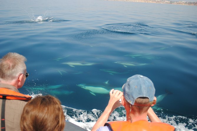 Sealife Sea Safari, Dolphin Watching with Marine Biologist's Lagos - Who will enjoy this most?