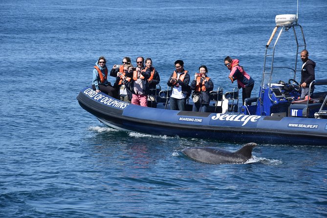 Sealife Sea Safari, Dolphin Watching with Marine Biologist's Lagos - Searching for dolphins with a marine biologist