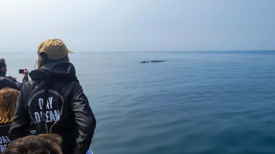 Sesimbra: Arrábida Dolphin Watching Boat Tour with Biologist - Key things to know before you book