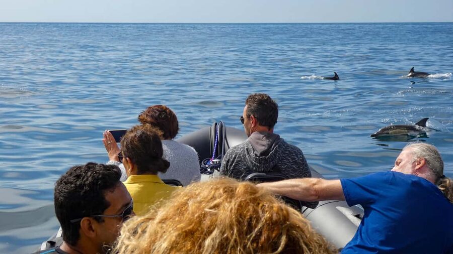 Sesimbra: Arrábida Dolphin Watching Boat Tour with Biologist - Who will enjoy this boat tour most