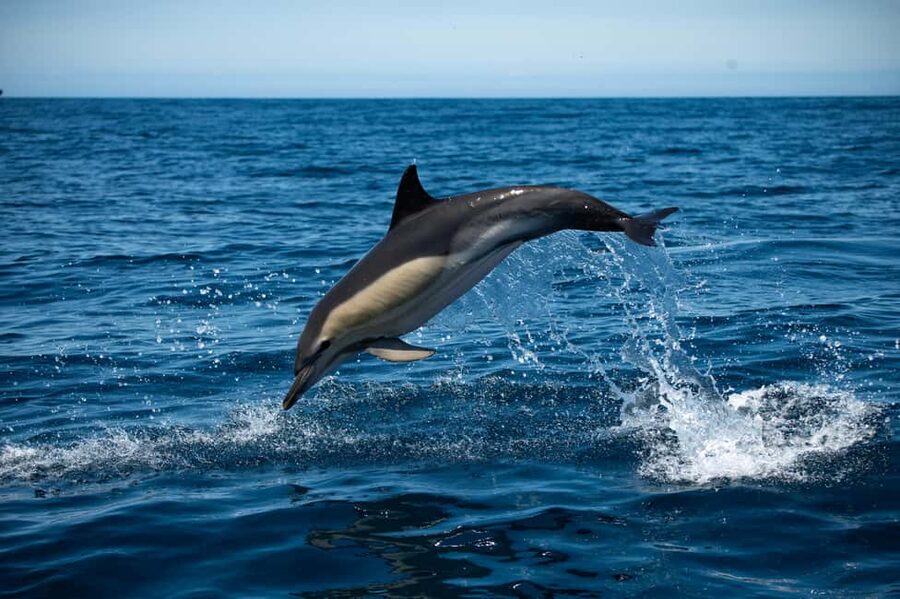 Sesimbra: Arrábida Dolphin Watching Boat Tour with Biologist - Why this trip works so well from Lisbon