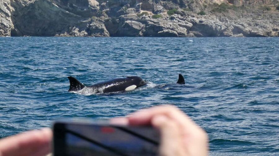 Sesimbra: Arrábida Dolphin Watching Boat Tour with Biologist - Searching Arrábida Natural Park for dolphins