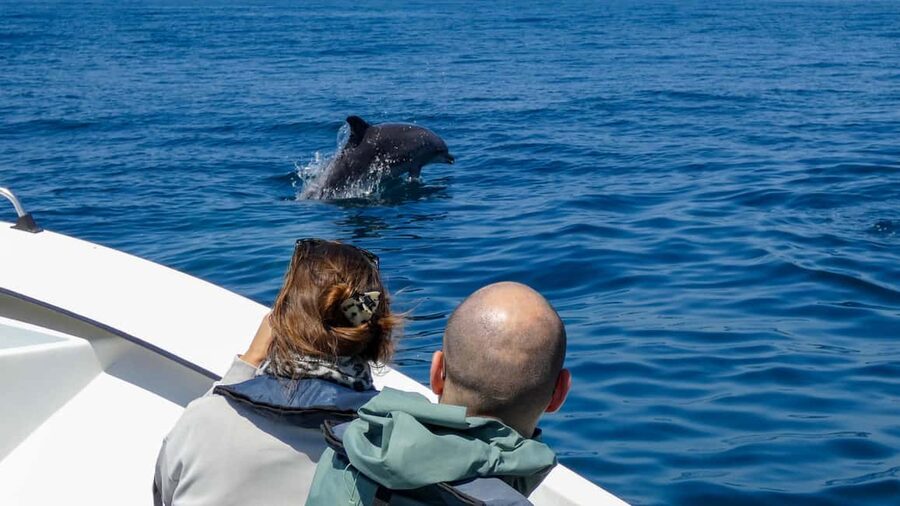 Sesimbra: Arrábida Dolphin Watching Boat Tour with Biologist - Why the marine biologist changes the experience