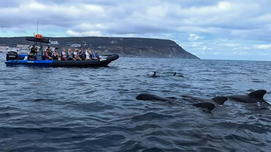 Sesimbra: Arrábida Dolphin Watching Boat Tour with Biologist - Ribeiro do Cavalo Beach, swimming, and snorkeling