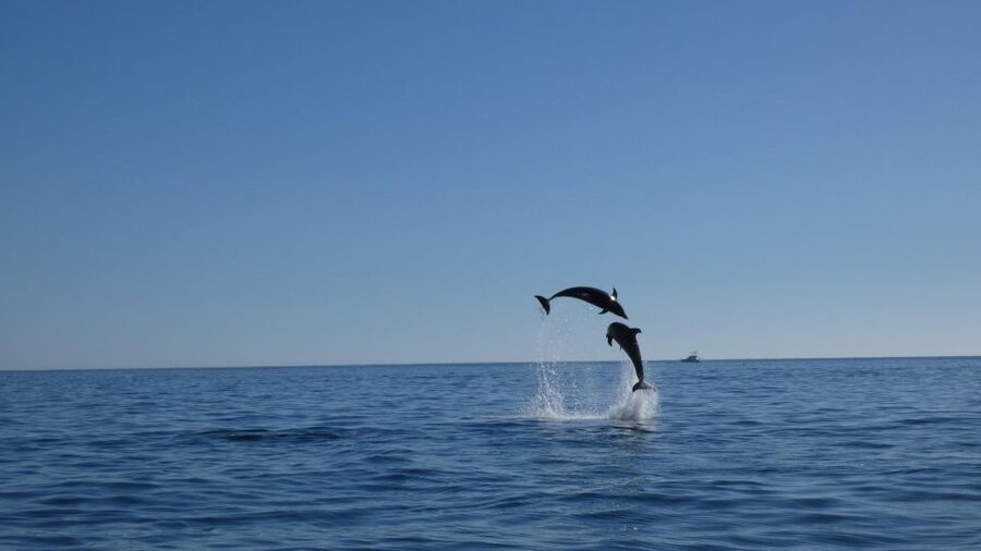 Sesimbra: Arrábida Dolphin Watching Boat Tour with Biologist - The return along Sesimbra’s shore