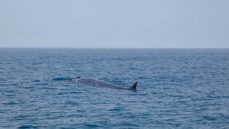 Sesimbra: Arrábida Dolphin Watching Boat Tour with Biologist - What the $63 price includes