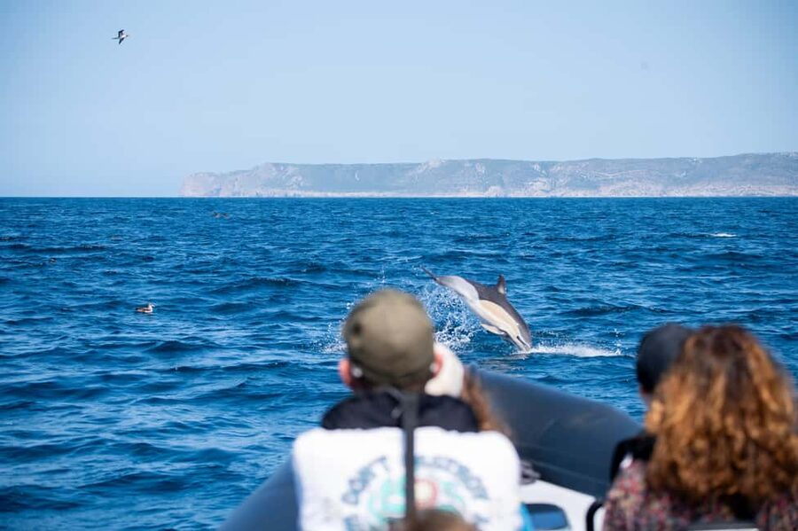 Sesimbra: Arrábida Dolphin Watching Boat Tour with Biologist - Meeting the crew at the Sesimbra harbor