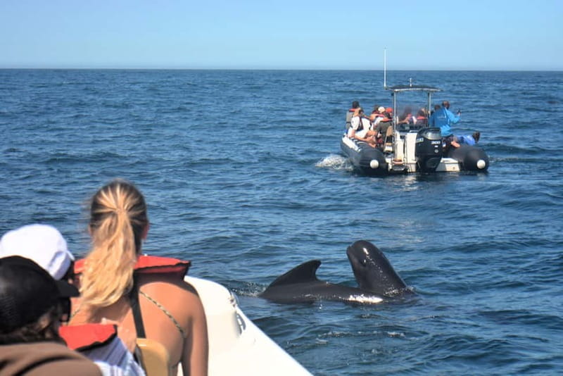 Sesimbra: Dolphin Watching Boat Tour with Biologist Guide - What the dolphin encounter is really like