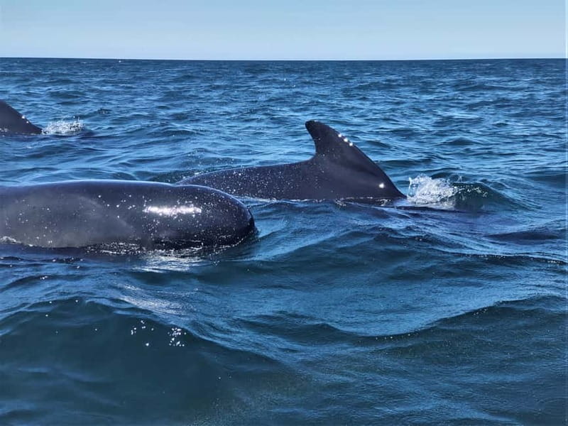 Sesimbra: Dolphin Watching Boat Tour with Biologist Guide - Respect for animals is part of the experience