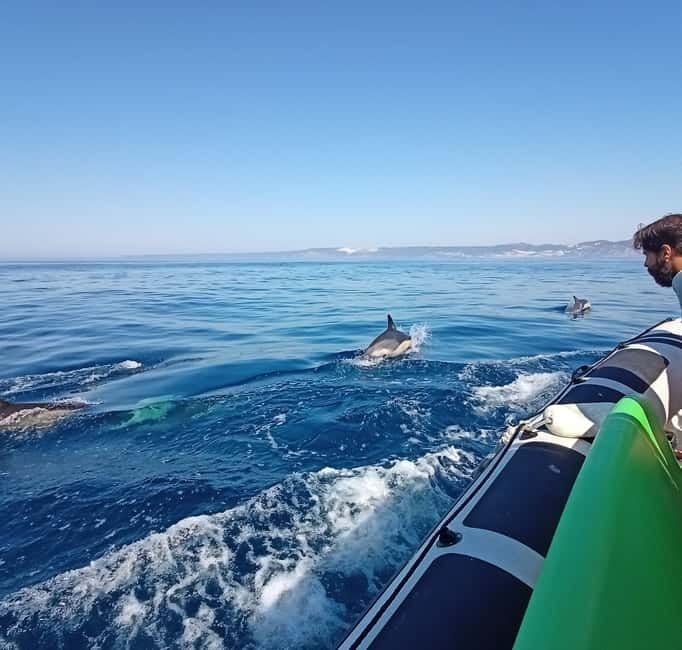 Sesimbra: Dolphin Watching Boat Tour with Biologist Guide - Ribeiro do Cavalo Beach and the swimming stop