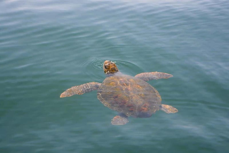 Sesimbra: Dolphin Watching Boat Tour with Biologist Guide - Timing, group size, and comfort
