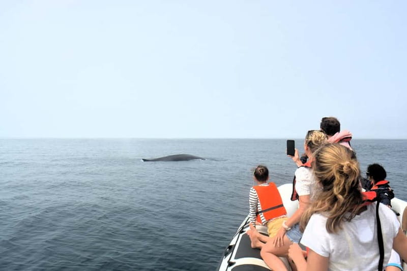 Sesimbra: Dolphin Watching Boat Tour with Biologist Guide - Is $62 a good value?