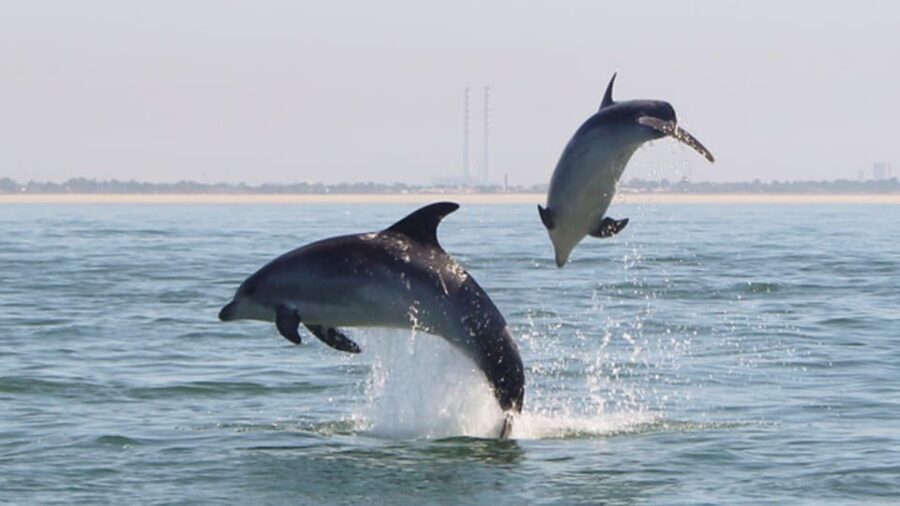 Setúbal and Tróia: Dolphin Watching and Arrábida Bays - Finding the Sado bottlenose dolphins