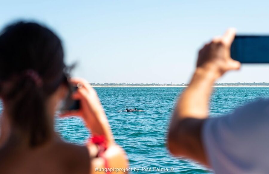 Setúbal: Dolphin-Watching Boat Tour - What makes this Setúbal boat trip worth your time