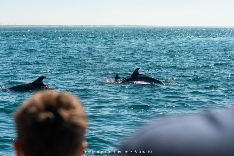 Setúbal: Dolphin Watching Boat Tour - Should you book the Setúbal dolphin tour?