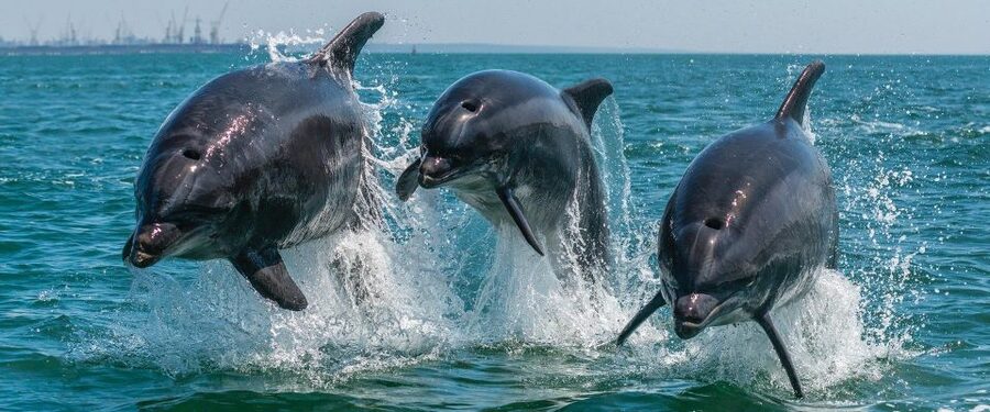 Setúbal: Dolphin-Watching Boat Tour - Alpertuche Beach and the Arrábida cliffs
