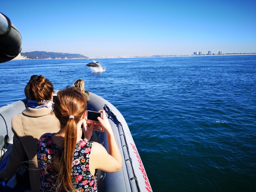 Setúbal: Dolphin-Watching Boat Tour - Searching the Sado mouth for dolphins