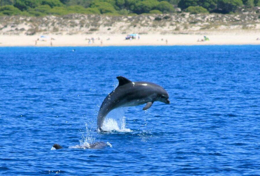 Setúbal: Dolphin-Watching Boat Tour - Boat comfort, speed, and safety