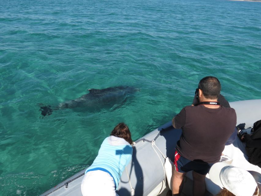 Setúbal: Dolphin-Watching Boat Tour - Who should book this boat tour?