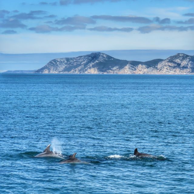 Setúbal: Dolphin Watching Tour - Setting out from Setúbal’s fishing harbor