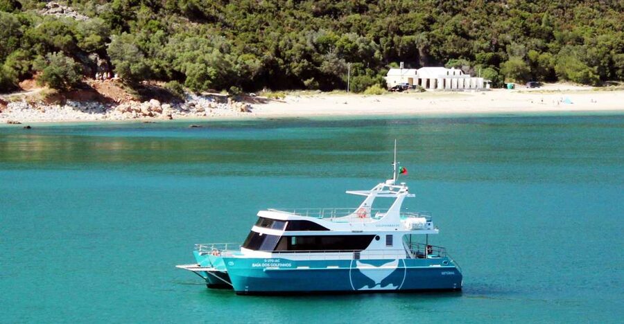 Setúbal: Dolphin Watching Tour - Searching for Setúbal’s resident dolphins