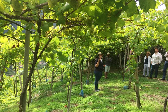 Signature Wine Tastings, Skywalk, Nature 4x4 Open Roof Expedition - Serra de Água and the mountain roads