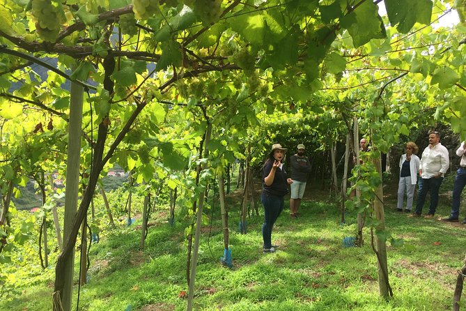 Skywalk with Wines Tasting and Vineyards Half day 4x4 Adventure - Why this half-day tour works so well in Madeira