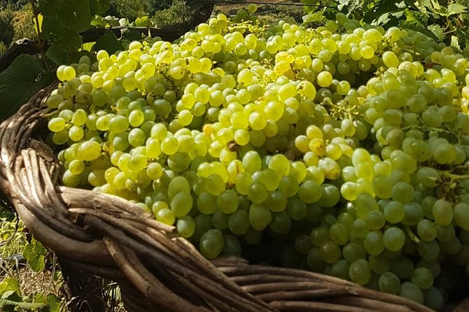 Skywalk with Wines Tasting and Vineyards Half day 4x4 Adventure - São Vicente and the vineyards of Quinta Barbusano