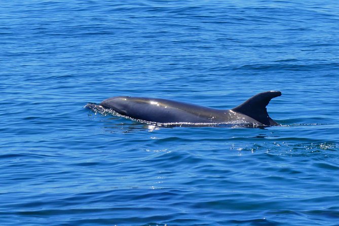 Small Group Dolphin and Wildlife Watching Tour in Faro - Whales, turtles, sunfish, and seabirds