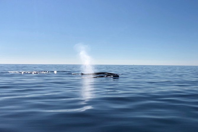 Small Group Dolphin and Wildlife Watching Tour in Faro - Why the marine biologist crew changes the trip