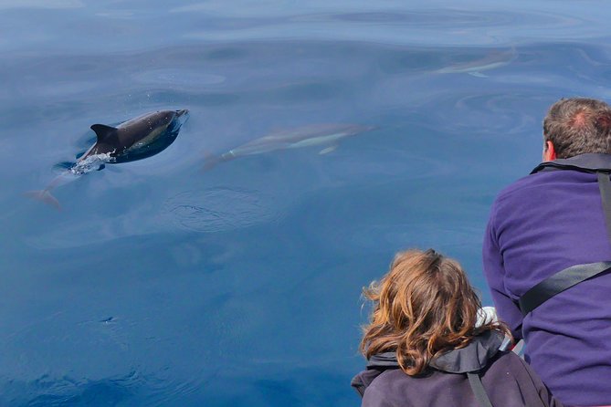 Small Group Dolphin and Wildlife Watching Tour in Faro - What the RIB boat feels like at sea