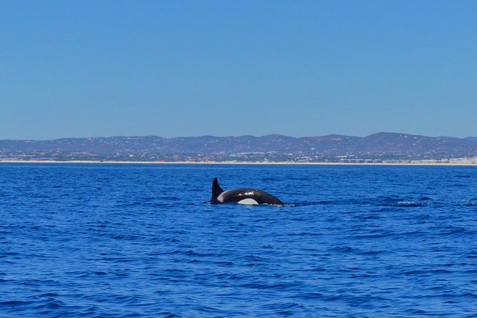 Small Group Dolphin and Wildlife Watching Tour in Faro - Is the $66.51 price good value?