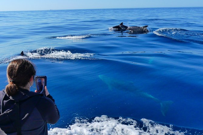 Small Group Dolphin and Wildlife Watching Tour in Faro - Through the Ria Formosa toward the Atlantic