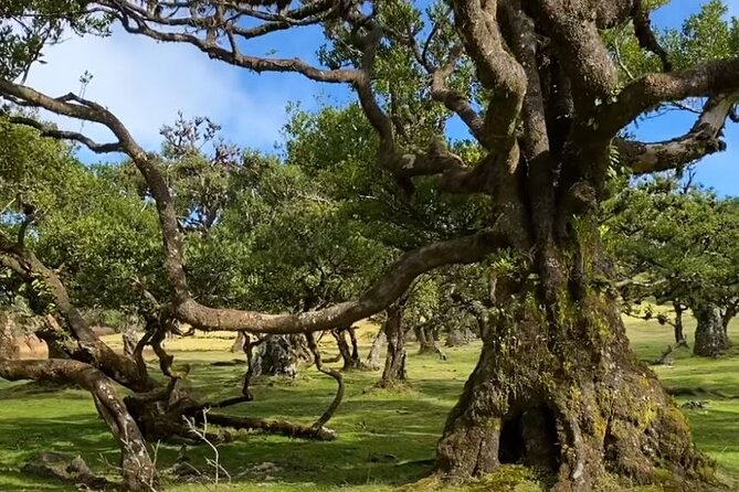 Small Group West Tour Waterfalls & Fanal Forest Tour - Why this west coast route works