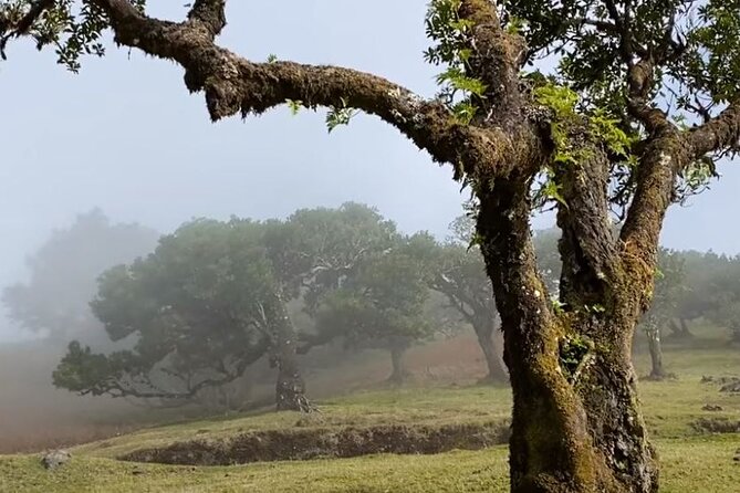 Small Group West Tour Waterfalls & Fanal Forest Tour - Ponta do Sol brings sunshine and bananas