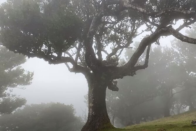 Small Group West Tour Waterfalls & Fanal Forest Tour - Porto Moniz gives you time to slow down